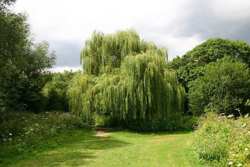 Top 5 Fast Growing Trees for Sale That Instantly Transform Your Yard