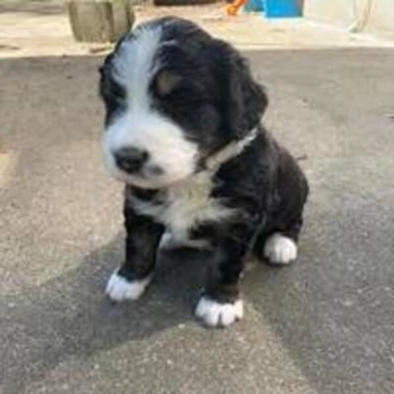 The Ultimate Guide to F1 Standard Bernedoodles: A Perfect Companion for Families