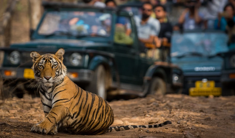 Ranthambore Tiger Safari for Families and Couples