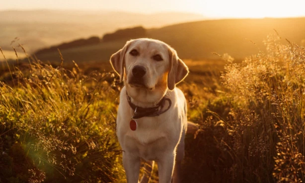 Expert Private Dog Training Lessons in Dallas