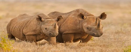 Luxury Tanzania Safaris