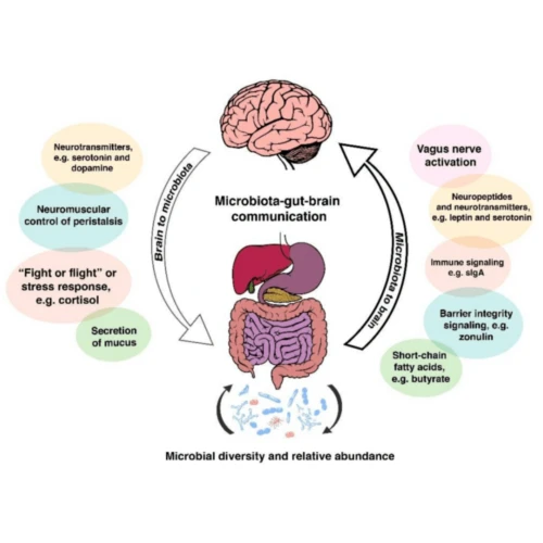 How Gut Health Influences Pain and Inflammation in the Body