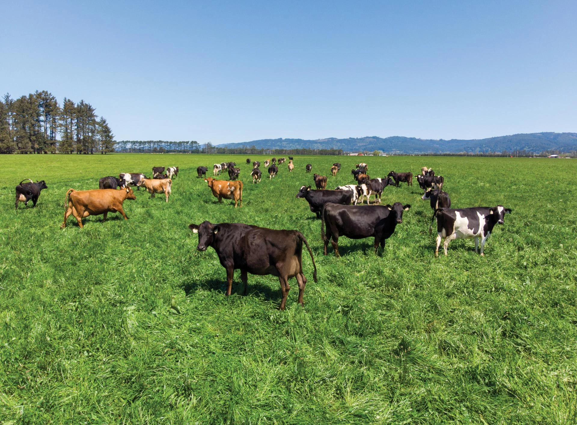 Why Buy Direct from Ranches Near Me in Tomball, TX