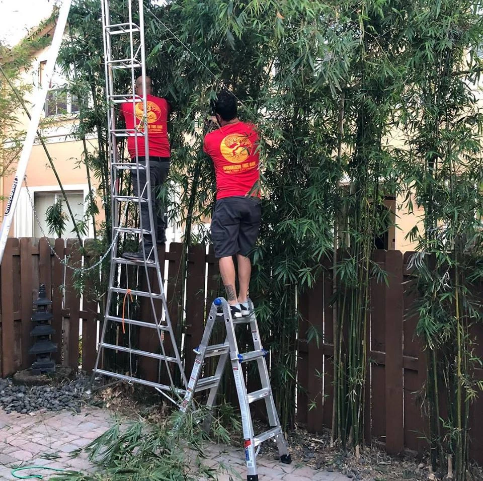 What Miami Homeowners Expect From Local Tree Help