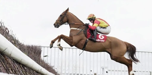 Tips for Reading the Delhi Horse Race Card With Confidence