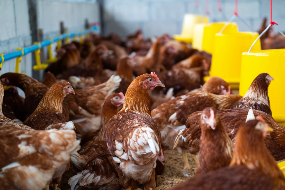 Best Veterinary Products in India for Poultry, Cattle, and Pets