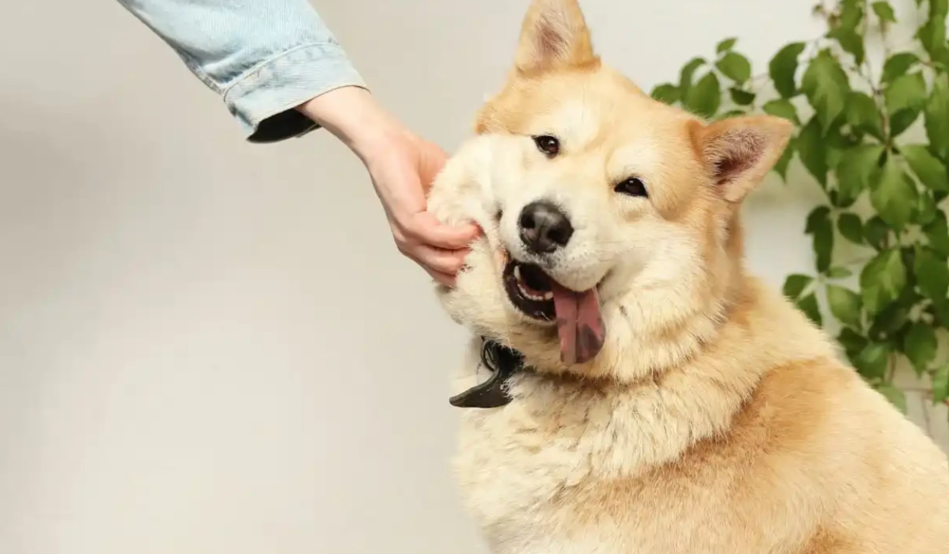 Dog Daycare Northbrook IL: Comprehensive Guide for Pet Owners