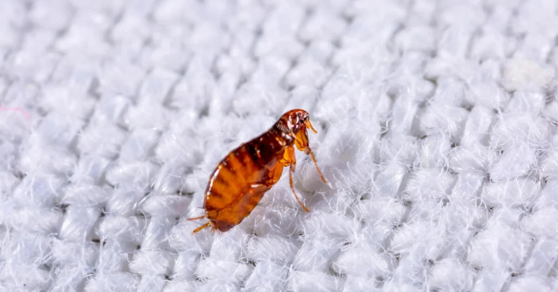 Managing Flea Infestations: Why Your Vacuum Isn't Enough