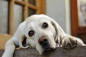 A Complete Guide to Modern Pet Containment Systems for Homeowners