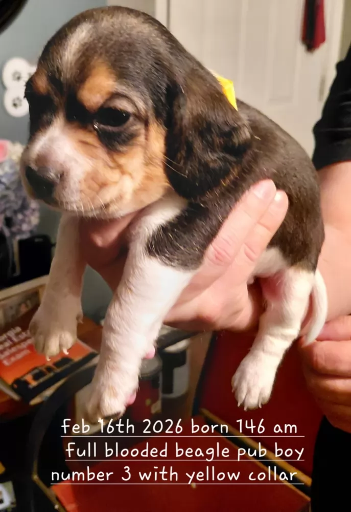 PetzLover Pet Adoption: Helping Pets Find Loving Homes