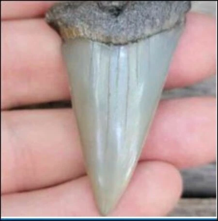 Wearing Survival: What a Shark Tooth Necklace Says About Resilience