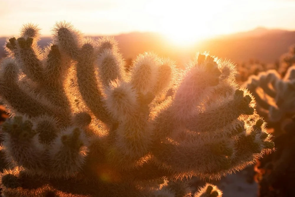 Effective Therapy Approaches for Anxiety and Depression in Phoenix AZ