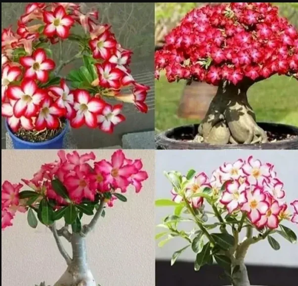Adenium Plant: Complete Guide to Growing and Caring for Desert Rose
