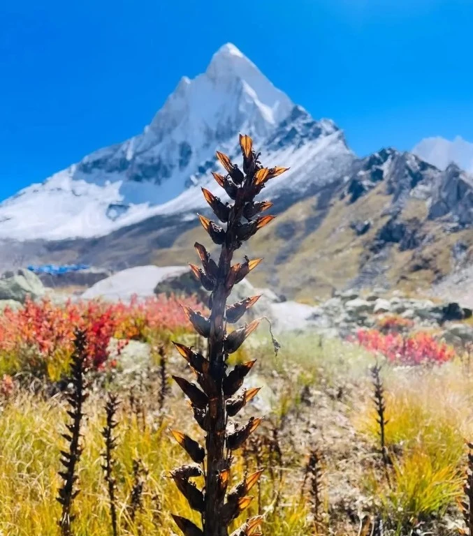How Difficult is Gaumukh Tapovan Trek? Honest Review