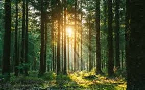 The Power of Plantation: Cultivating a Greener and Healthier Future