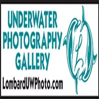 Discovering the Beauty of Underwater Photography Galleries in Florida