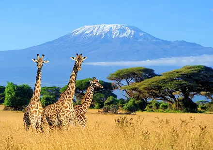 Namibia Tours & Safaris Experience the Ultimate African Adventure with Hot Air Balloon Views