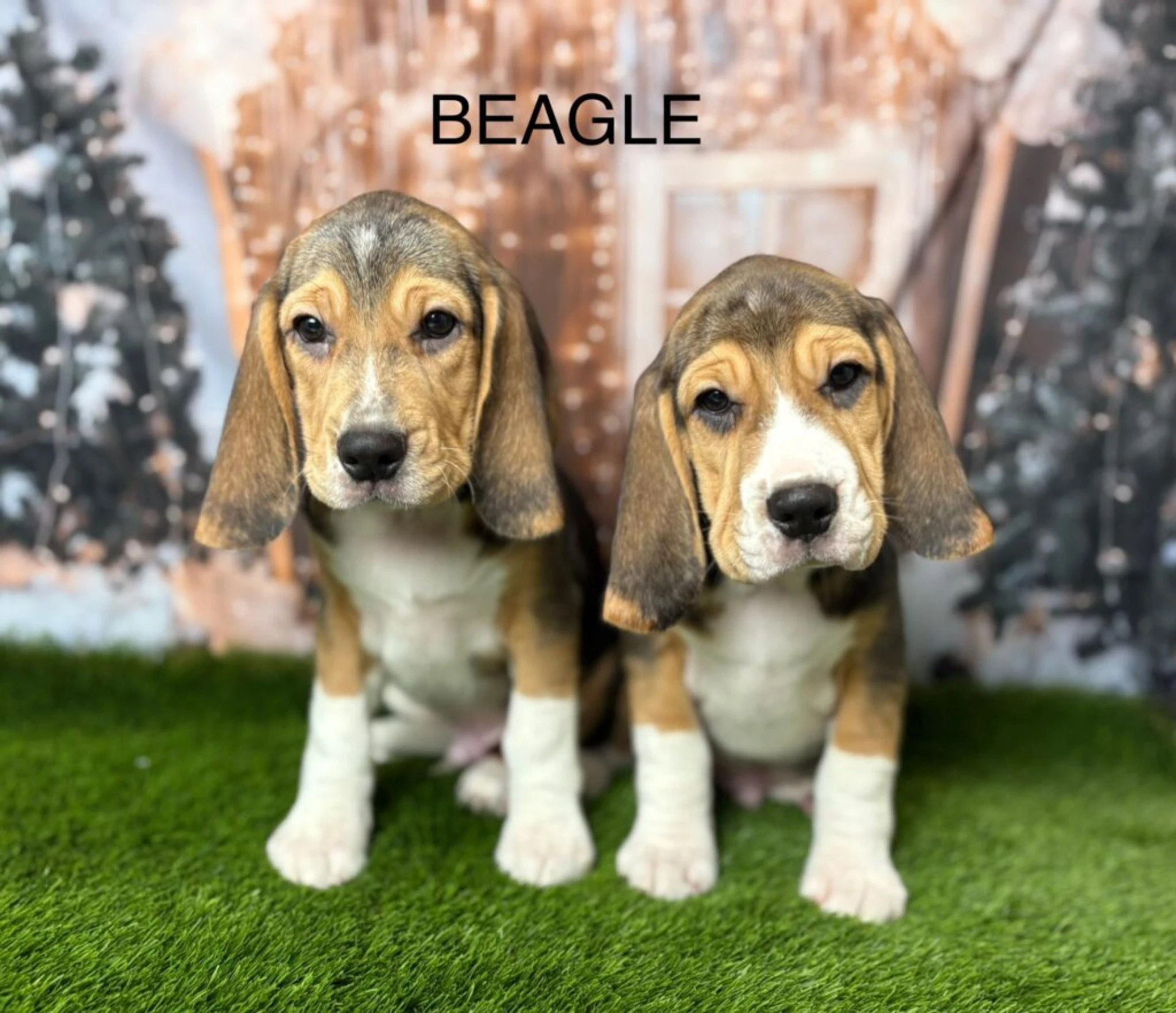 Little Noses, Big Adventures: Why Beagles Steal Hearts Across the UK