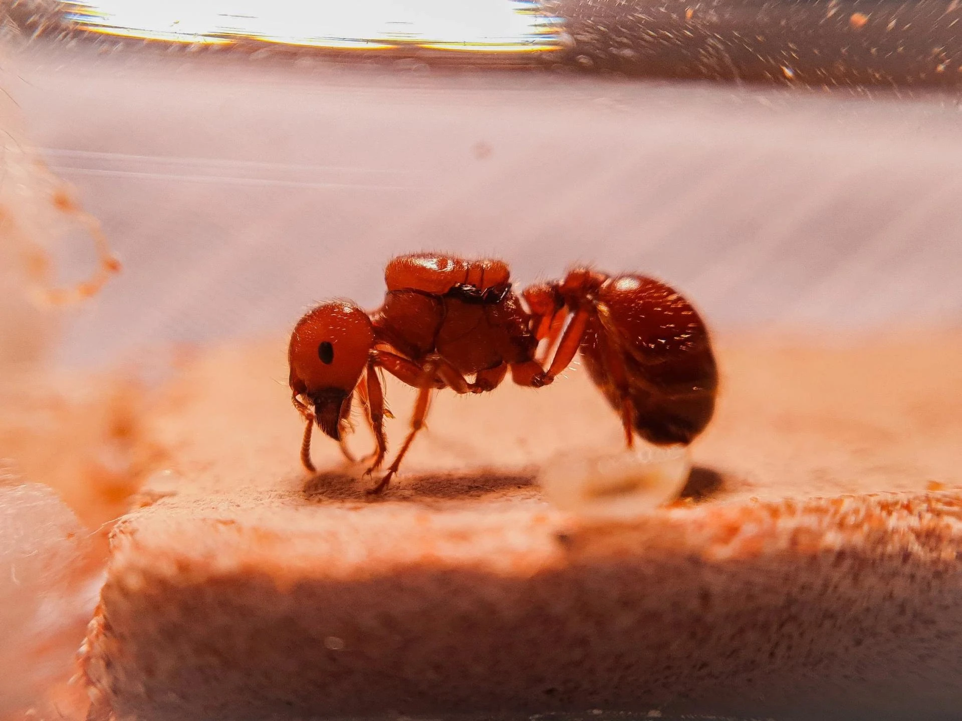 Sustainable and Responsible Ant Keeping Supplies