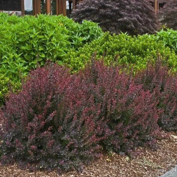 Burgundy Foliage Landscaping Ideas for a More Colorful Garden