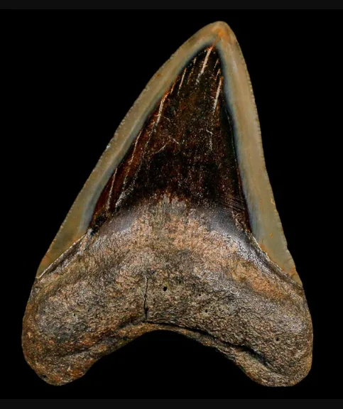 Real Megalodon Tooth for Sale: The Weight Test Explained