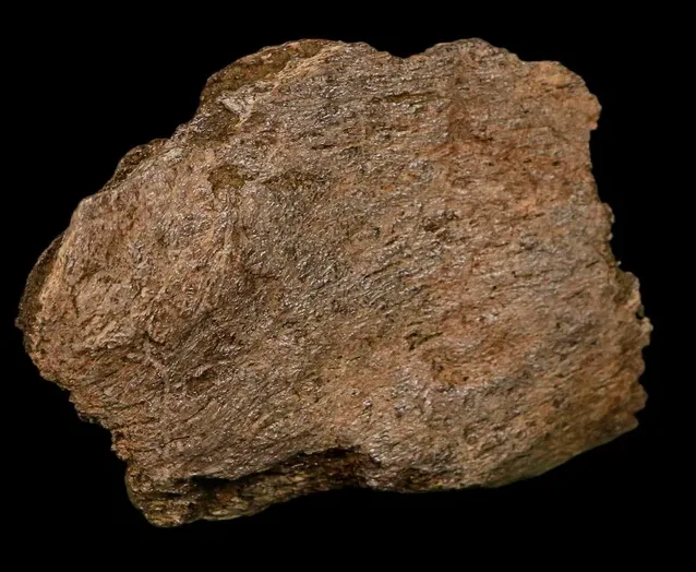Triceratops Fossils: Understanding Rarity, Size, and Price
