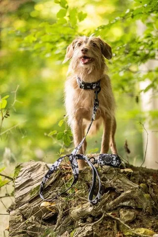 Safer Walks, Smarter Training: Choosing the Right Reflective Dog Gear