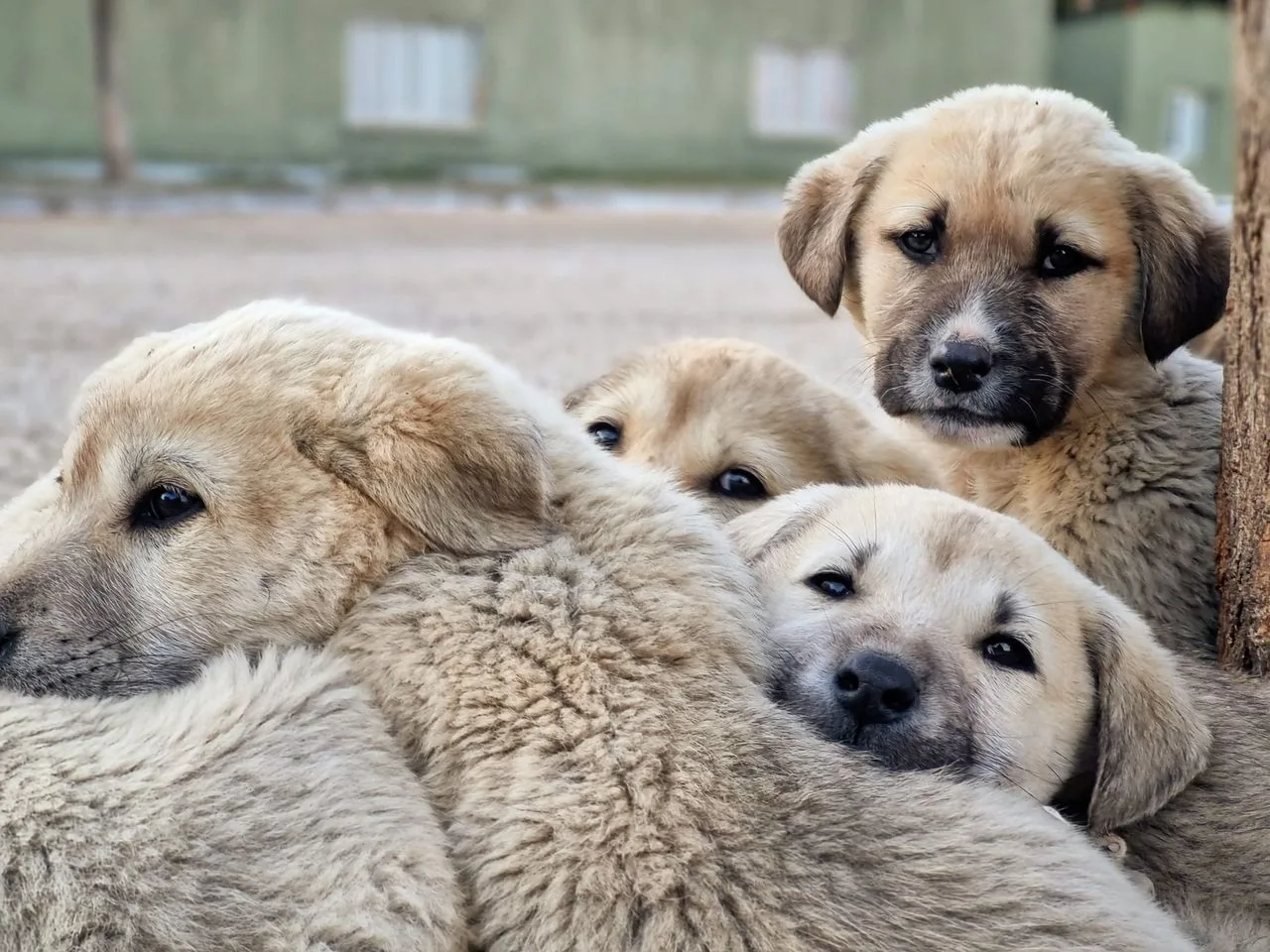 Snack Options That Your Dog Will Love