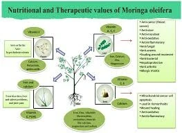 https://www.mdpi.com/nutrients/nutrients-16-03423/article_deploy/html/images/nutrients-16-03423-g001.png