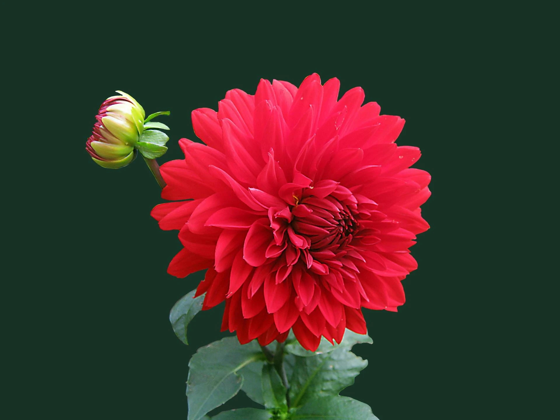 Avneet Singh