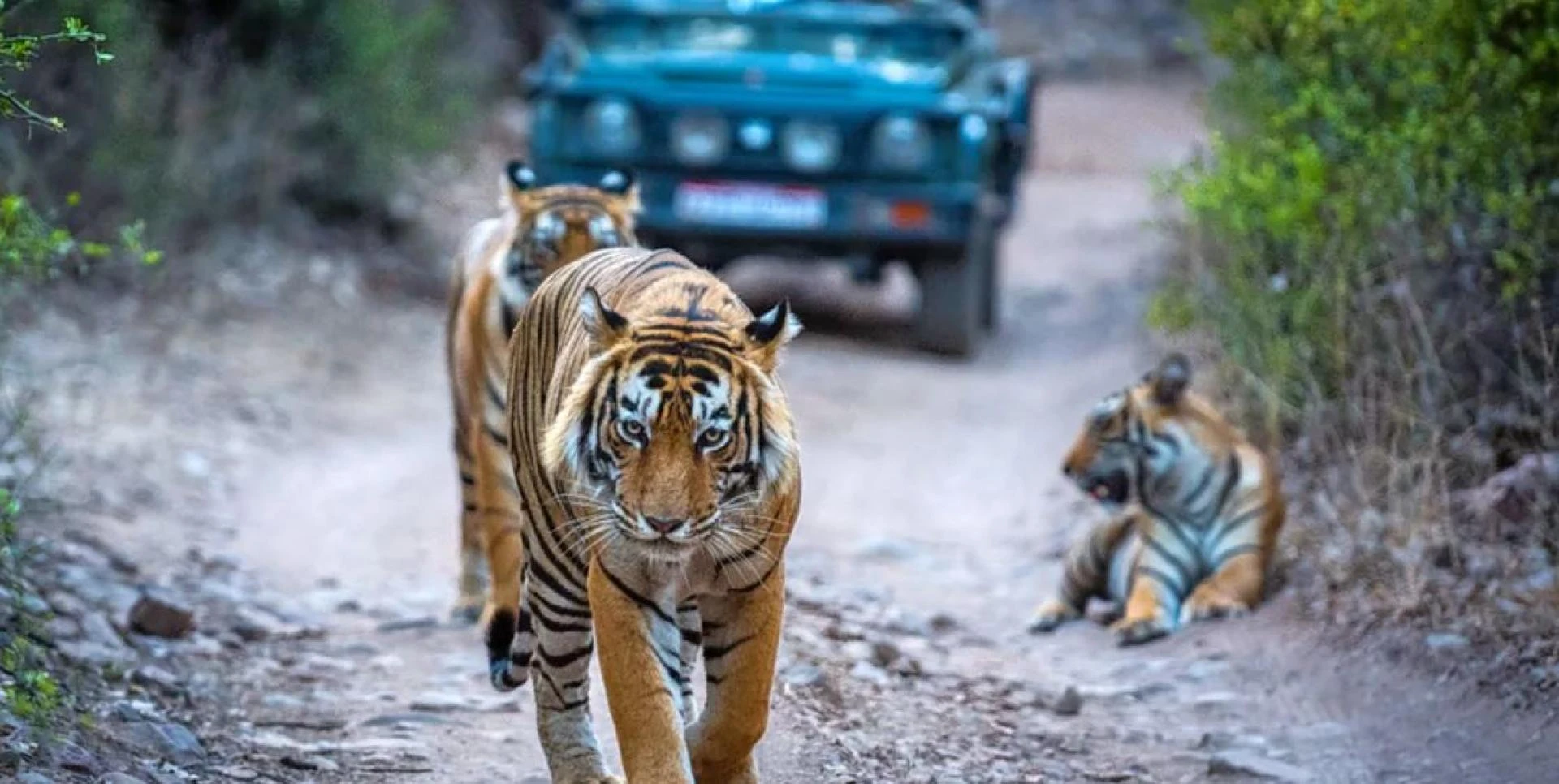 Ranthambore Tiger Resort