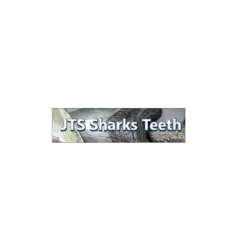 Jts Sharks Teeth Fossil Inc