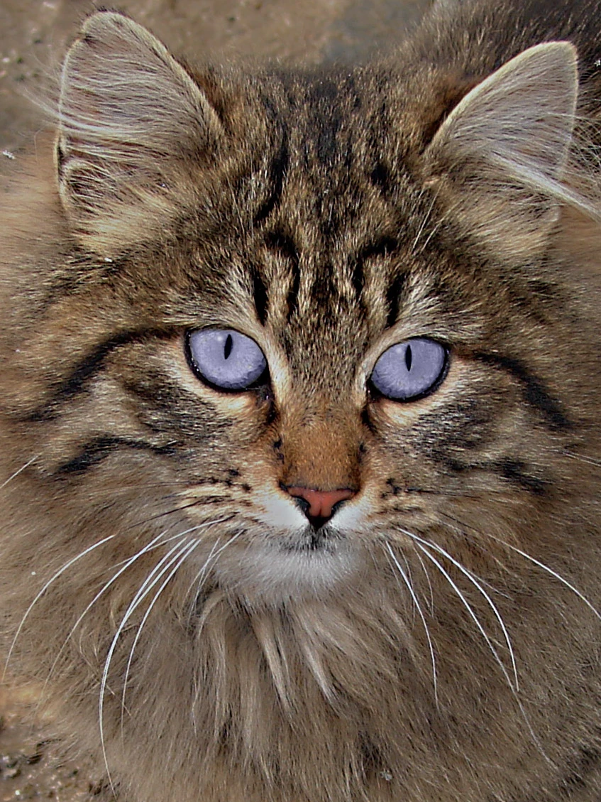 Arnav